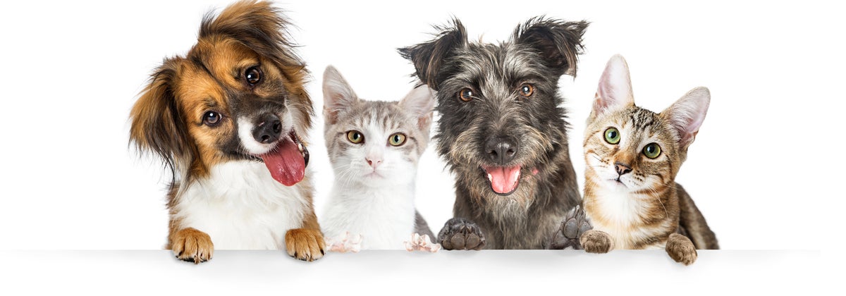 Pet Insurance Most Satisfied Customer 2020 Award