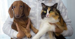 types of pet insurance - cat and dog