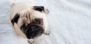 How Much Does Pet Insurance Cost: pugs