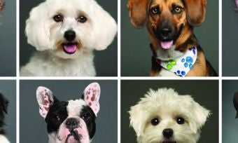 How to Select the Right Dog Breed for You