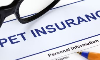 How Much Does Pet Insurance Cost