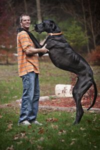 cheapest dogs to insure vs most expensive - great dane