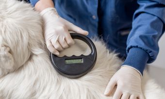 Pet Microchipping NZ: Everything You Need to Know
