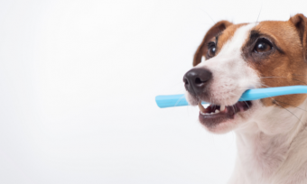 Pet Dental Insurance