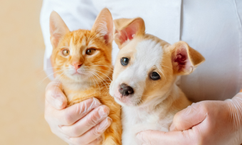 PD Insurance: New Zealand's Favourite Pet Insurer