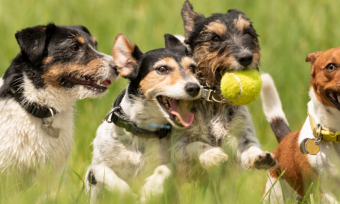 How Much Exercise Do Dogs Need?