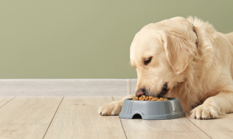 How Many Times A Day Should I Feed My Dog?