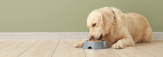 How Many Times A Day Should I Feed My Dog?