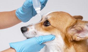 A Guide to Conjunctivitis in Dogs