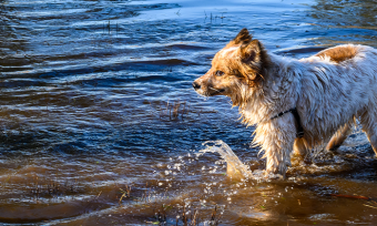 Dogs splashing in flood water