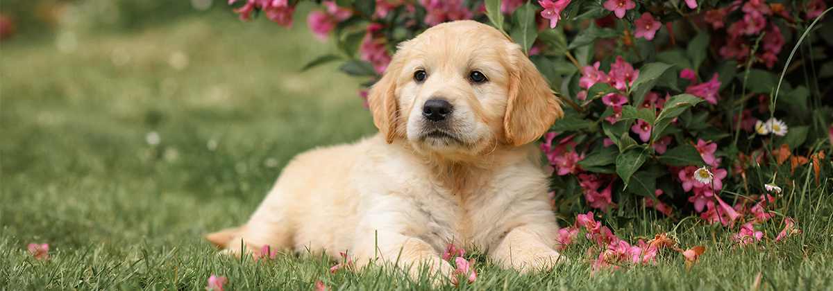 Why do golden sales retrievers eat grass
