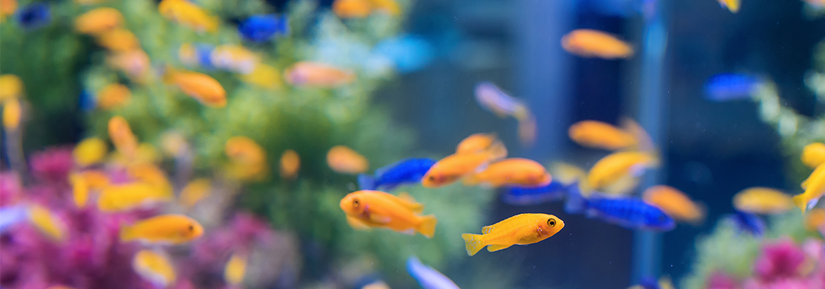 Image showcasing Top Low Maintenance Pets for Apartments - Canstar